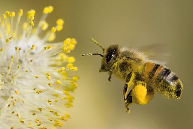 Natuurcentrum Arnhem - Insecten